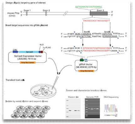 CRISPR/Cas9 system 활용 PrP KO clones 생산 전략 (Mohadesheh, 2014)