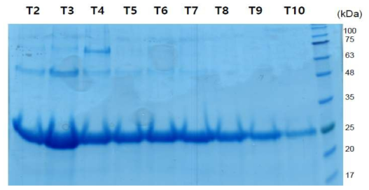 SDS-PAGE를 이용한 재조합 단백질 (elution fractions) 순도 측정