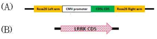 Crispr-cas9 시스템 이용 형질전환 세포주 제작. (A) CD5L(유전자 삽입), (B) LRRK2(유전자 제거)