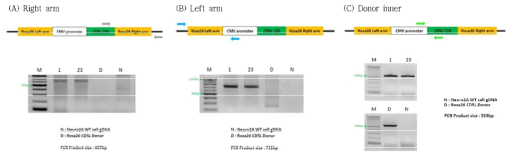 제작된 CD5L 과발현 세포주에서 과발현 확인 예시. (A) 삽입 CD5L 유전자의 오른쪽 부분과 rosa26 오른쪽 부분 PCR 반응 예시. (B) CMV promoter 왼쪽 부분과 rosa26 왼쪽 부분 PCR 반응 예시. (C) CD5L 왼쪽과 CMV promoter 오른쪽 부분 PCR 반응 예시