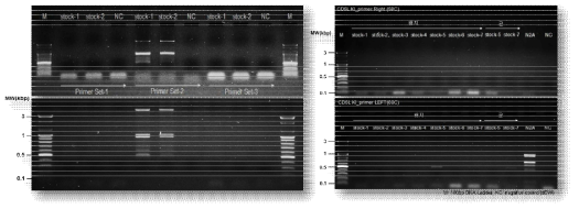 실험실 이동 후 CD5L 과발현 세포주에서 실제로 과발현하는지 확인 함. 제작된 CD5L 과발현 세포주 10건 모두에서 CD5L 유전자가 증폭 되지 않았음