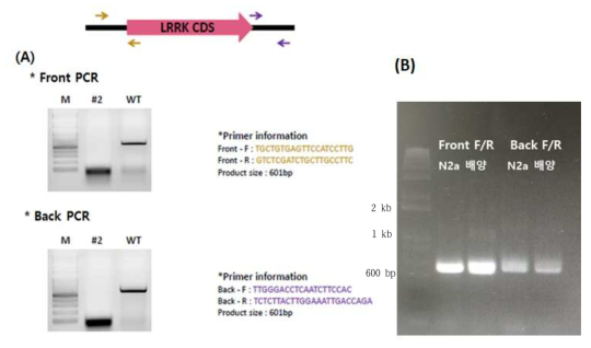 LRRK2 미발현 세포주 제작 여부 확인 실험. (A) 실험 예시. N2a 세포의 염색체 내 LRRK2 유전자 5` 방향, 3` 방향 PCR 진행 예시. 유전자가 deletion 되면 #2번처럼 PCR 밴드가 나오고 deletion이 안되면 WT처럼 PCR 밴드가 확인 됨. (B) 실제 실험 결과. 배양 세포주에서 WT 과 동일한 band 확인