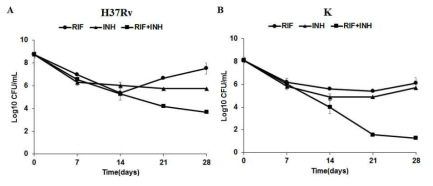 H37Rv와 K균에서 항결핵제 RIF, INH, RIF+INH 처리 후 persister 분석을 위한 사멸곡선