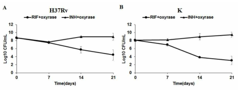 RIF와 INH 처리 후 oxyrase를 처리 하였을 때의 사멸곡선