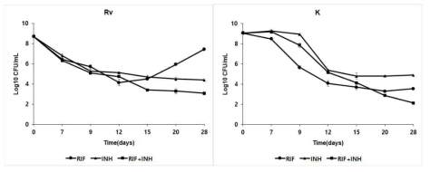H37Rv와 K균에서 항결핵제 RIF, INH, RIF+INH 처리 후 측정시기를 달리하여 측정한 사멸곡선의 확인 결과