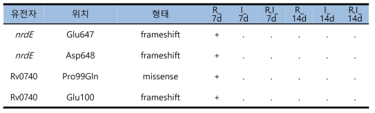 H37Rv strain에서의 약제처리 후 변이