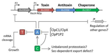 결핵균 TAC system의 추정 기전 예(A. Sala et al, 2014, Toxins)