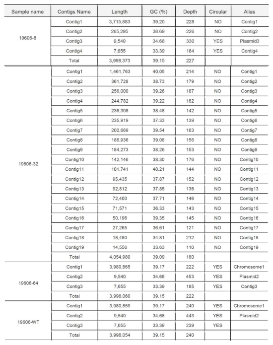 ATCC19606과 그 클로르헥시딘 내성유래주들의 유전체 contig 길이 및 GC contents