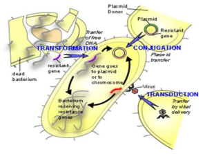 Transformation, conjugation을 통한 유전자 전달