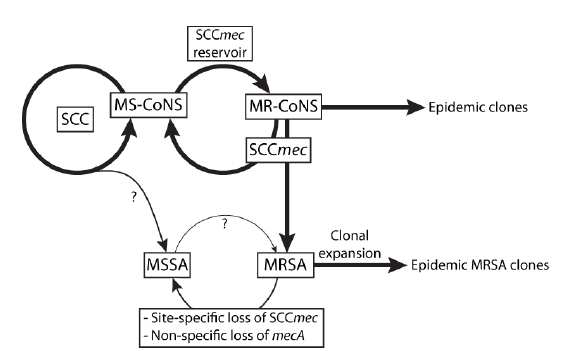 CoNS의 SCCmec 저장소 역할