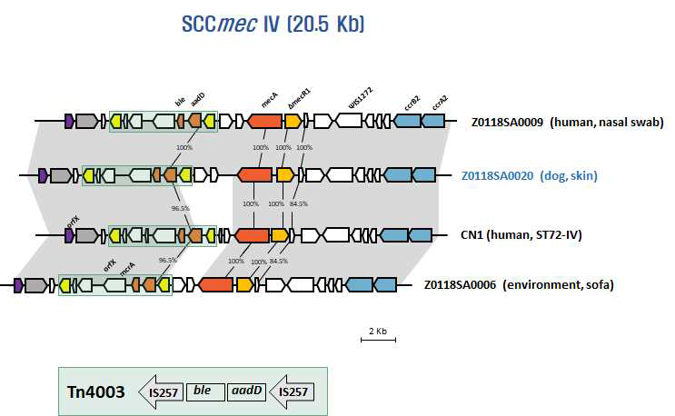 사람 및 반려동물 유래 S. aureus SCCmec 비교분석