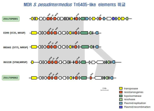 MDR S. pseudintermedius의 Tn5405-like element