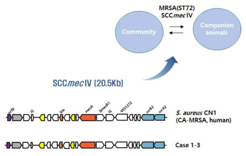 S. aureus (Case1-3)과 CN1 균주의 SCCmec 구조 비교