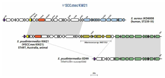 S. pseudintermedius (case 4)균주의 SCCmec 구조 비교