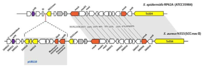 S. epidermidis와 S. aureus 내성 유전자의 상동성