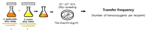 Liquid mating 법을 통한 유전자 전달 확인