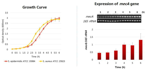 MP-1 (S. epidermidis ATCC35984 및 S. aureus ATCC25923) 수행을 위한 성장곡선 확인 및 S. epidermidis ATCC35984의 mecA 유전자 발현 확인