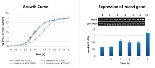 MP-2, 3, 4 수행을 위한 성장곡선 확인 및 S. aurues N315의 mecA 유전자 발현 확인