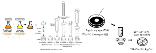 Conjugative filter mating 법을 통한 유전자 전달 확인