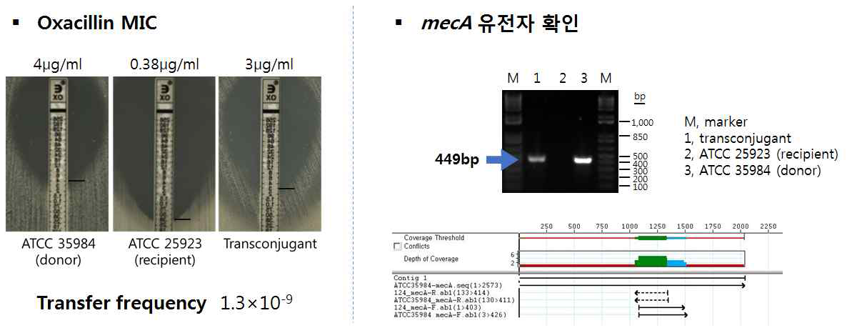 Conjugative filter mating 법을 통해 S. epidermidis로부터 mecA 유전자를 전달받은 transconjugant (S. aureus) 확인