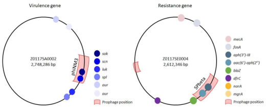 Prophage에 의한 내성 및 독성유전자의 전달가능성 확인