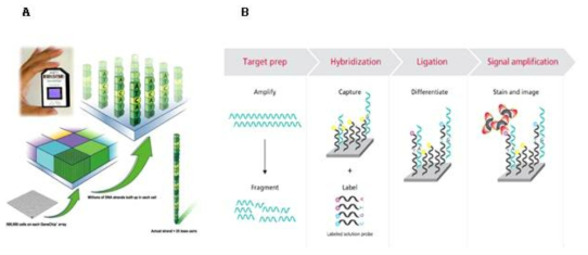 A Structure of Microarray SNP chip, B Axiom Genome-Wide Genotyping Assay
