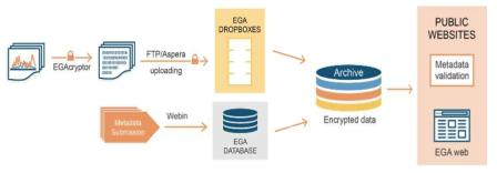 EGA를 통한 원시데이터 공개 시스템 절차