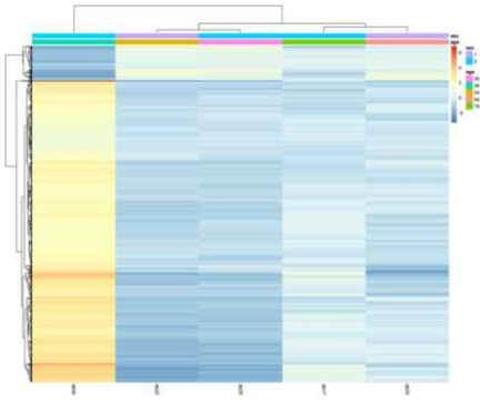 1157개 DEG의 클러스터링 분석 결과(heatmap)