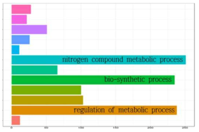 1,157개 DEG의 Biological Process 대분류 GO classification 분석 결과