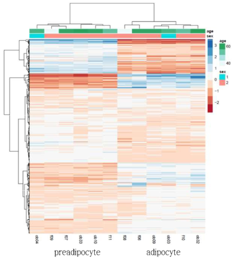 비만환자의 adipocyte와 지방전구세포간의 1,213개 DEG의 클러스터링 분석 결과(heatmap)