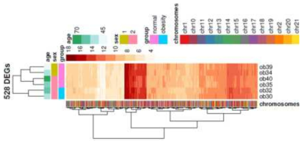 정상인과 비만환자의 adipocyte 간 DEG의 클러스터링 결과 heatmap