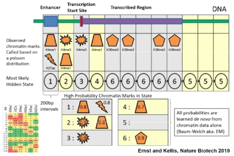 ChromHMM 이론적 개요