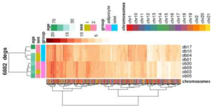 당뇨 비만세포의 DEG 클러스터링 heatmap