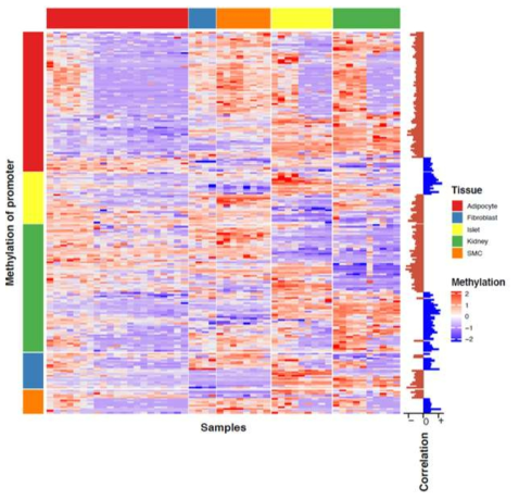 조직 특이적인 유전자의 promoter 부위의 메틸화 정도에 대한 heatmap 및 상관분석 결과