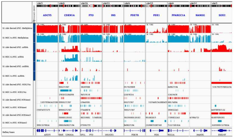 islet에서 만들어진 MSC(mesenchimal stem cell), iPSC(induced Pluripotent stem cell) 세포의 methylation, mRNA 및 miRNA expression의 양적정보와 histone modification ChIP-Seq의 enrichment 지역 정보를 T2D 및 development 유전자들에 초점을 맞춰 가시화한 지도정보