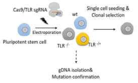 TLRs 넉아웃 줄기세포주 개발 모식도