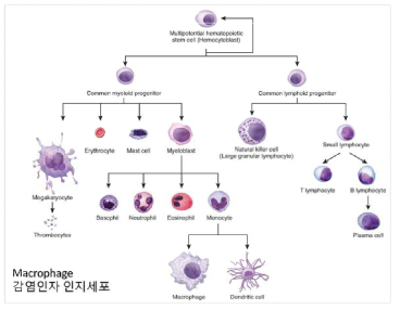 사람 조혈모세포 유래 면역세포