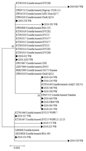 다기관 코호트로부터 확보한 임상 검체에서 확인한 C. burnetii IS1111 partial sequences(278 bp)와 GeneBank에서 얻은 다양한 C. burnetii 종들의 IS1111 partial sequences(278 bp)를 토대로 제작된 phylogenetic tree