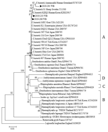 다기관 코호트로부터 확보한 임상 검체에서 확인한 C. burnetii 16S rRNA partial sequences와 GeneBank에서 얻은 다양한 Coxiella 속 및 C. burnetii 종들의16S rRNA partial sequences를 토대로 제작된 phylogenetic tree