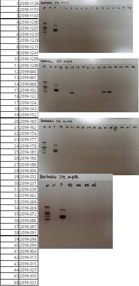 다기관 코호트로부터 확보한 야외활동력이 있는 발열환자 및 tick bite 환자검체를 대상으로 Bartonella 진단을 위해 수행한 Bartonella species-specific ITS nested PCR 후 전기영동 사진