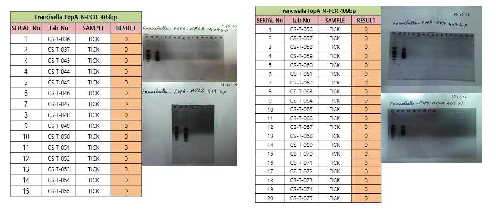 진드기에 물린 임상 환자로부터 확보한 fed tick을 대상으로 야토병 진단을 위해 수행한 Francisella-specific fopA nested PCR 후 전기영동 사진