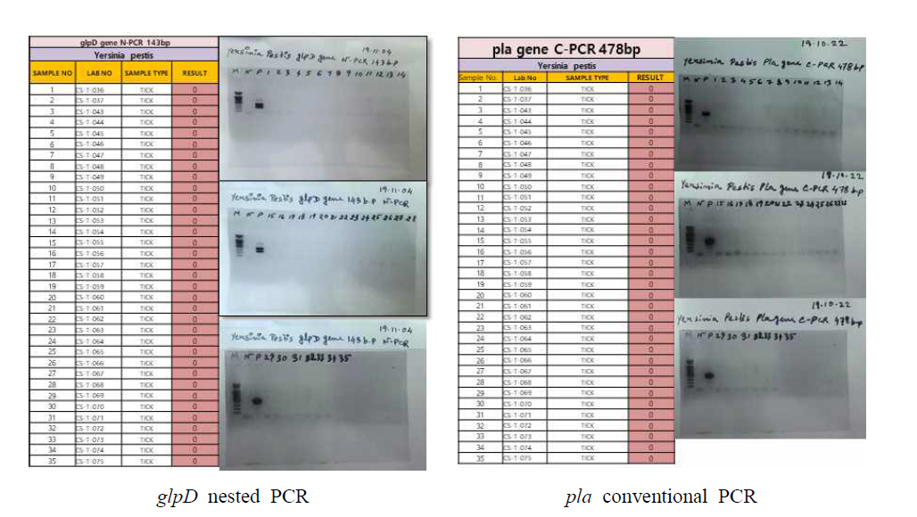 진드기에 물린 임상 환자로부터 확보한 fed tick을 대상으로 페스트 진단을 위해 수행한 Y. pestis-specific glpD nested PCR 및 pla conventional PCR 후 전기영동 사진
