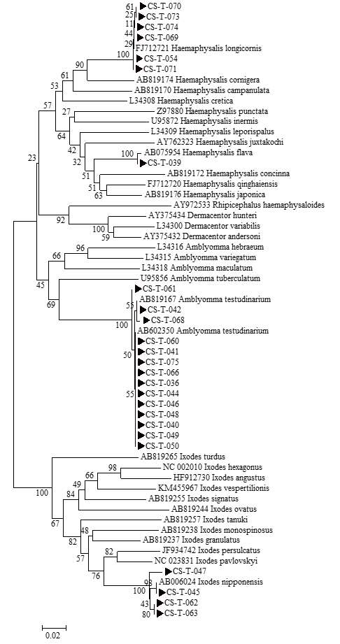 진드기에 물려 내원한 임상 환자로부터 확보한 fed tick에서 확인한 16S rRNA sequences와 GeneBank에서 얻은 다양한 tick 16s rRNA sequences를 토대로 제작된 phylogenetic tree