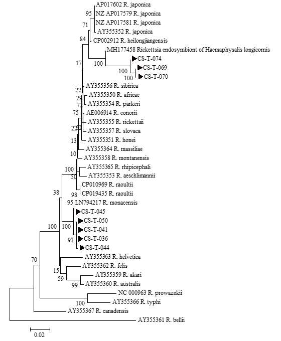 진드기에 물려 내원한 임상 환자로부터 확보한 fed tick에서 확인한 Rickettsia sca1 sequences와 GeneBank에서 얻은 다양한 Rickettsia species sca1 sequences를 토대로 제작된 phylogenetic tree