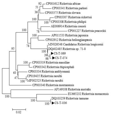 진드기에 물려 내원한 임상 환자로부터 확보한 fed tick에서 확인한 Rickettsia ompA sequences와 GeneBank에서 얻은 다양한 Rickettsia ompA sequences를 토대로 제작된 phylogenetic tree