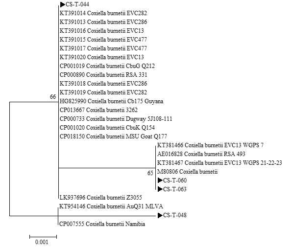 진드기에 물려 내원한 임상 환자로부터 확보한 fed tick에서 확인한 Coxiella IS1111 sequences와 GeneBank에서 얻은 다양한 Coxiella species IS1111 sequences를 토대로 제작된 phylogenetic tree
