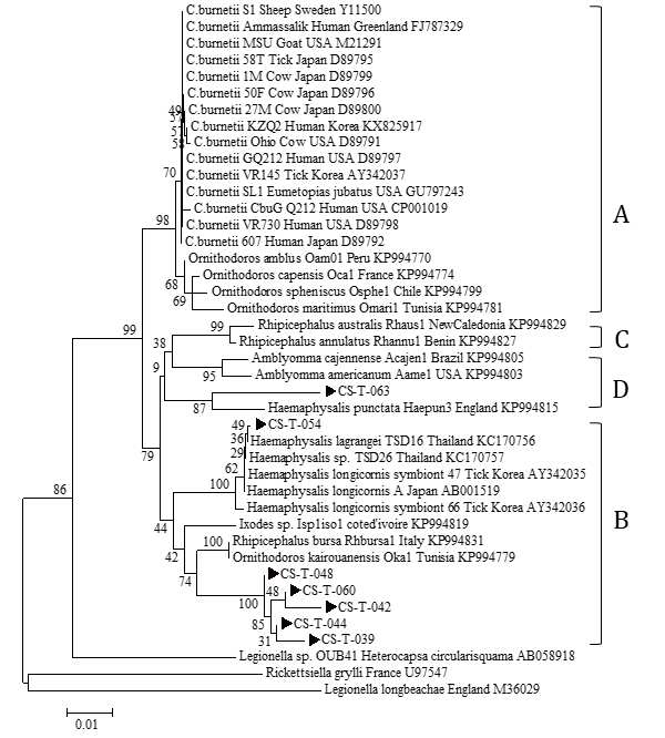 진드기에 물려 내원한 임상 환자로부터 확보한 fed tick에서 확인한 Coxiella 16S rRNA sequences와 GeneBank에서 얻은 다양한 Coxiella species 16S rRNA sequences를 토대로 제작된 phylogenetic tree