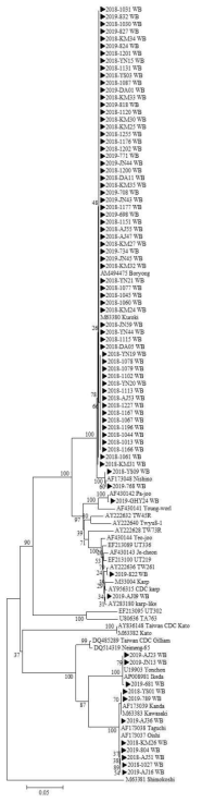 2018~2019년 다기관 코호트로부터 확보한 임상 검체에서 확인한 O. tsutsugamushi 56 kDa 유전자 서열과 GeneBank에서 얻은 다양한 O. tsutsugamushi 종들의 56 kDa 유전자 서열을 토대로 제작된 phylogenetic tree