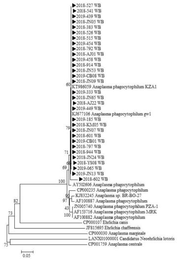 2018~2019년 다기관 코호트로부터 확보한 임상 검체에서 확인한 A. phagocytophilum ankA 유전자 서열과 GeneBank에서 얻은 다양한 Anaplasma/Ehrlichia 종들의 ankA 유전자 서열을 토대로 제작된 phylogenetic tree