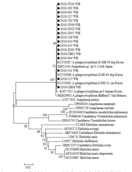 2018~2019년 다기관 코호트로부터 확보한 임상 검체에서 확인한 A. phagocytophilum groEL 유전자 서열과 GeneBank에서 얻은 다양한 Anaplasma/Ehrlichia 종들의 groEL 유전자 서열을 토대로 제작된 phylogenetic tree